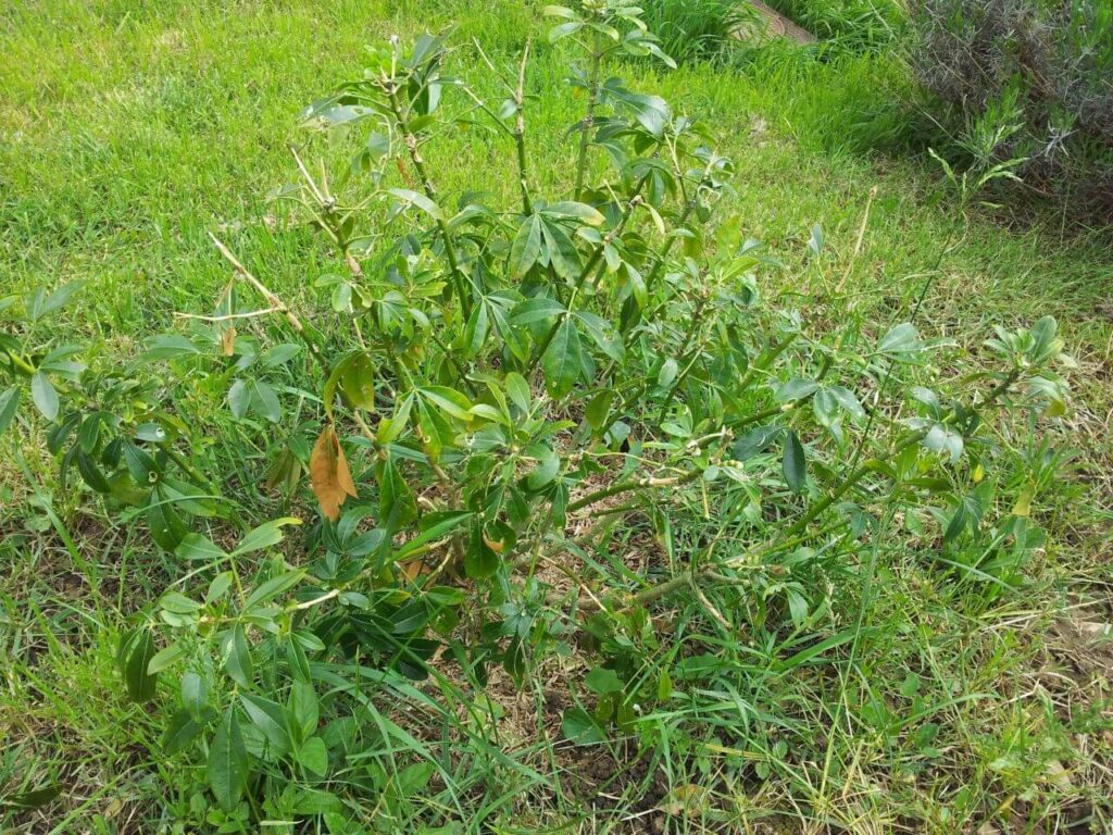 Feuillage d'un oranger du Mexique (Choisya ternata) avec des feuilles jaunies et pâles, signe de chlorose.